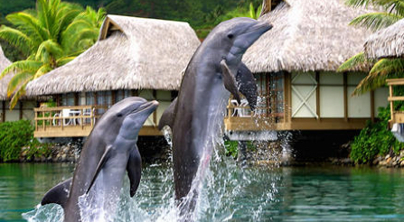 InterContinental Moorea Resort and Spa